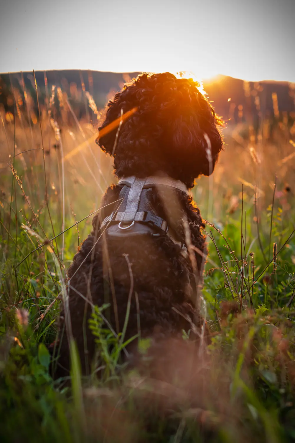 Hund der in den Sonnenuntergang blickt